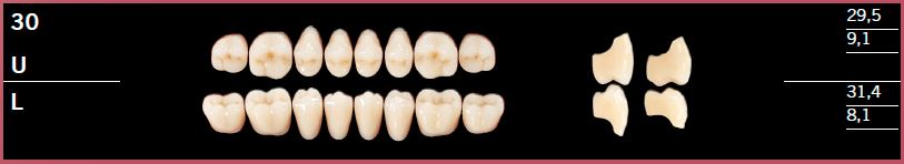 30L-C1 DELARA TEETH LOWER POSTERIOR