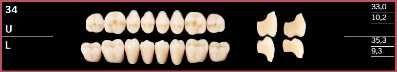 34U-C4 DELARA TEETH UPPER POSTERIOR