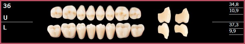 36L-D4 DELARA TEETH LOWER POSTERIOR