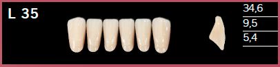 L35-A4 DELARA TEETH LOWER ANTERIOR
