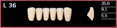 L36-D4 DELARA TEETH LOWER ANTERIOR