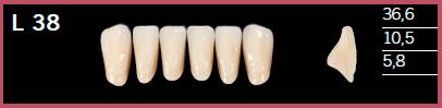 L38-C3 DELARA TEETH LOWER ANTERIOR