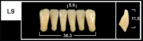 L9 D3 LOWER ANTERIOR TRIBOS TEETH