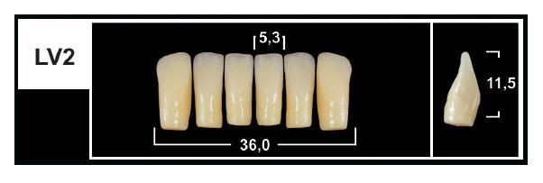 LV2 BL3 LOWER ANTERIOR TRIBOS TEETH