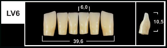 LV6 D2 LOWER ANTERIOR TRIBOS TEETH