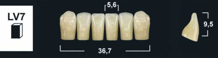 LV7 B2 LOWER ANTERIOR TRIBOS TEETH