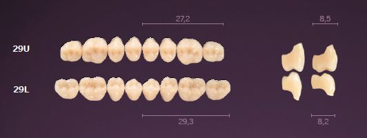 29-A3 MONDIAL TEETH UPPER POSTERIOR