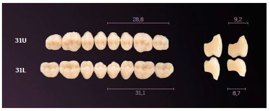 31-BL2 MONDIAL TEETH UPPER POSTERIOR