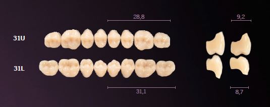 31-C3 MONDIAL TEETH UPPER POSTERIOR