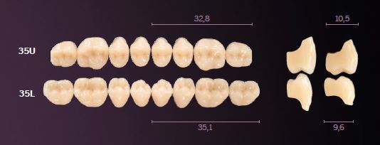 35-A1 MONDIAL TEETH LOWER POSTERIOR