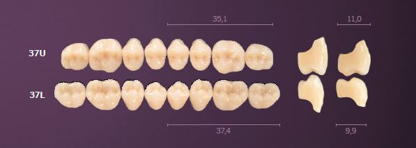 37-B4 MONDIAL TEETH UPPER POSTERIOR