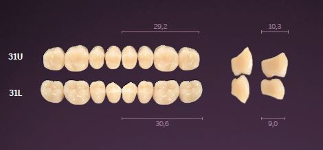 31-B1 IDEALIS TEETH UPPER POSTERIOR