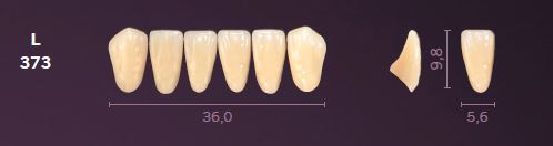 L373-A1 MONDIAL TEETH LOWER ANTERIOR