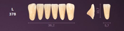 L378-D3 MONDIAL TEETH LOWER ANTERIOR