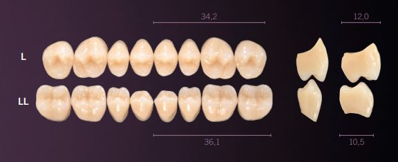 LL-B1L PREMIUM TEETH LOWER POSTERIOR