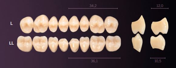 LL-C2L PREMIUM TEETH LOWER POSTERIOR