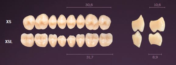 XS-A2U PREMIUM TEETH UPPER POSTERIOR