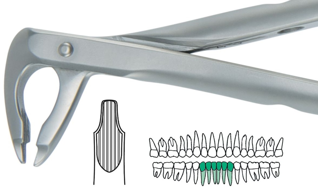ATRAULUX LOWER ANT FORCEP 2