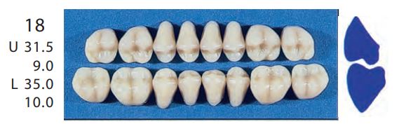 18-C3U POSTERIOR SENATOR UPPER TEETH