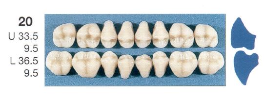 20-A3U POSTERIOR SENATOR UPPER TEETH