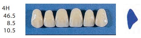 4H-A2U ANTERIOR SENATOR TEETH