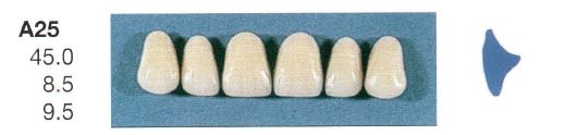 A25-A35U ANTERIOR SENATOR TEETH
