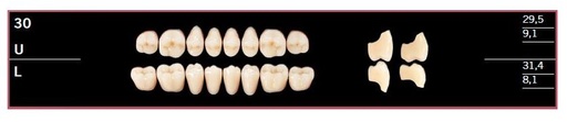 [DL30UBL2] 30U-BL2 DELARA TEETH UPPER POSTERIOR