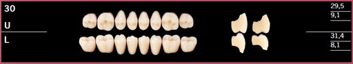 [DL30UC3] 30U-C3 DELARA TEETH UPPER POSTERIOR