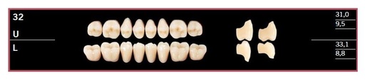 [DL32LBL2] 32L-BL2 DELARA TEETH LOWER POSTERIOR