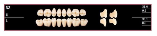 [DL32UBL2] 32U-BL2 DELARA TEETH UPPER POSTERIOR