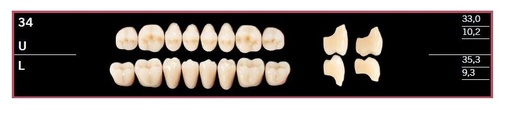 [DL34LBL2] 34L-BL2 DELARA TEETH LOWER POSTERIOR