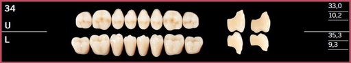 [DL34UB2] 34U-B2 DELARA TEETH UPPER POSTERIOR