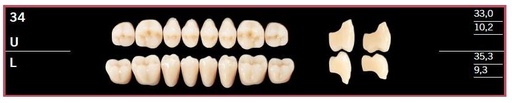 [DL34UBL2] 34U-BL2 DELARA TEETH UPPER POSTERIOR
