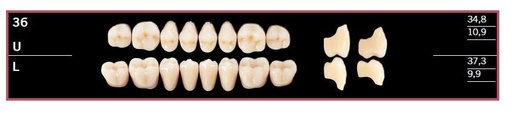 [DL36LBL2] 36L-BL2 DELARA TEETH LOWER POSTERIOR