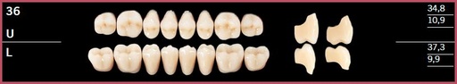 [DL36UA2] 36U-A2 DELARA TEETH UPPER POSTERIOR
