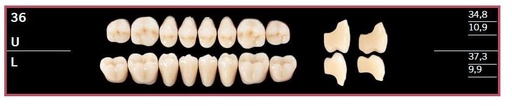 [DL36UBL2] 36U-BL2 DELARA TEETH UPPER POSTERIOR