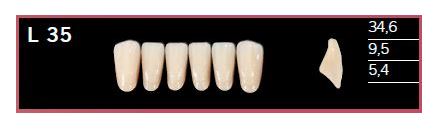 [DLL35BL2] L35-BL2 DELARA TEETH LOWER ANTERIOR