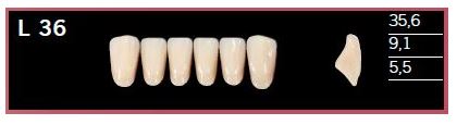 [DLL36BL2] L36-BL2 DELARA TEETH LOWER ANTERIOR