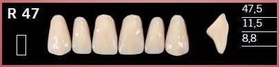 [DLR47A4] R47-A4 DELARA TEETH UPPER ANTERIOR
