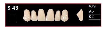 [DLS43BL2] S43-BL2 DELARA TEETH UPPER ANTERIOR