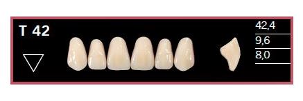 [DLT42BL2] T42-BL2 DELARA TEETH UPPER ANTERIOR