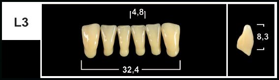 L3 B1 LOWER ANTERIOR TRIBOS TEETH | Oraltec