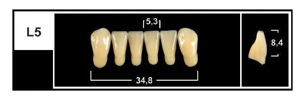 L5 BL3 LOWER ANTERIOR TRIBOS TEETH | Oraltec