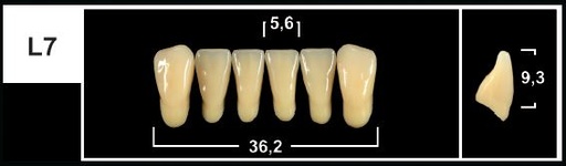[GBL7-B2L] L7 B2 LOWER ANTERIOR TRIBOS TEETH
