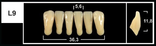 [GBL9-A35L] L9 A35 LOWER ANTERIOR TRIBOS TEETH