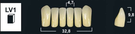 [GBLV1-B3L] LV1 B3 LOWER ANTERIOR TRIBOS TEETH