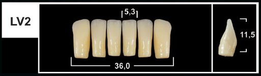 [GBLV2-A35L] LV2 A3.5 LOWER ANTERIOR TRIBOS TEETH