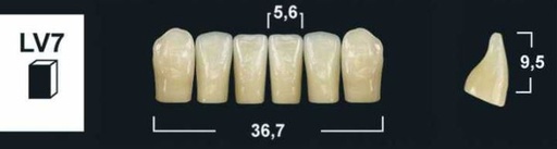 [GBLV7-B2L] LV7 B2 LOWER ANTERIOR TRIBOS TEETH