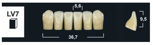 [GBLV7-BL3] LV7 BL3 LOWER ANTERIOR TRIBOS TEETH