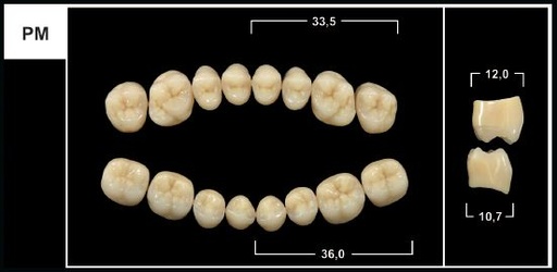 [GBPM-B2U] PM B2 UPPER POSTERIOR TRIBOS TEETH